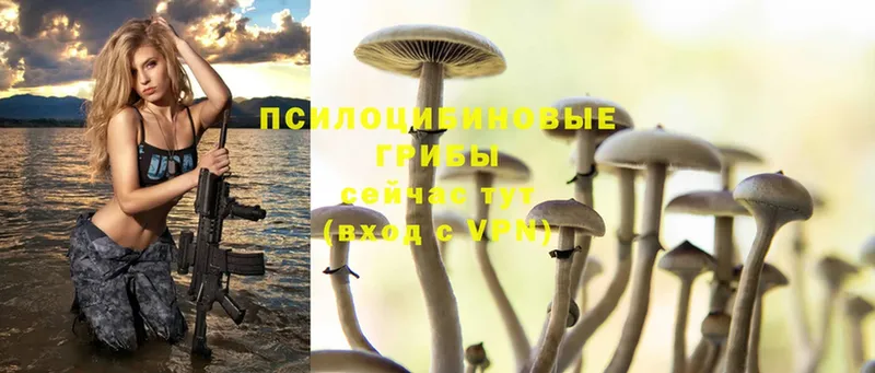 Псилоцибиновые грибы Psilocybe  Отрадная 